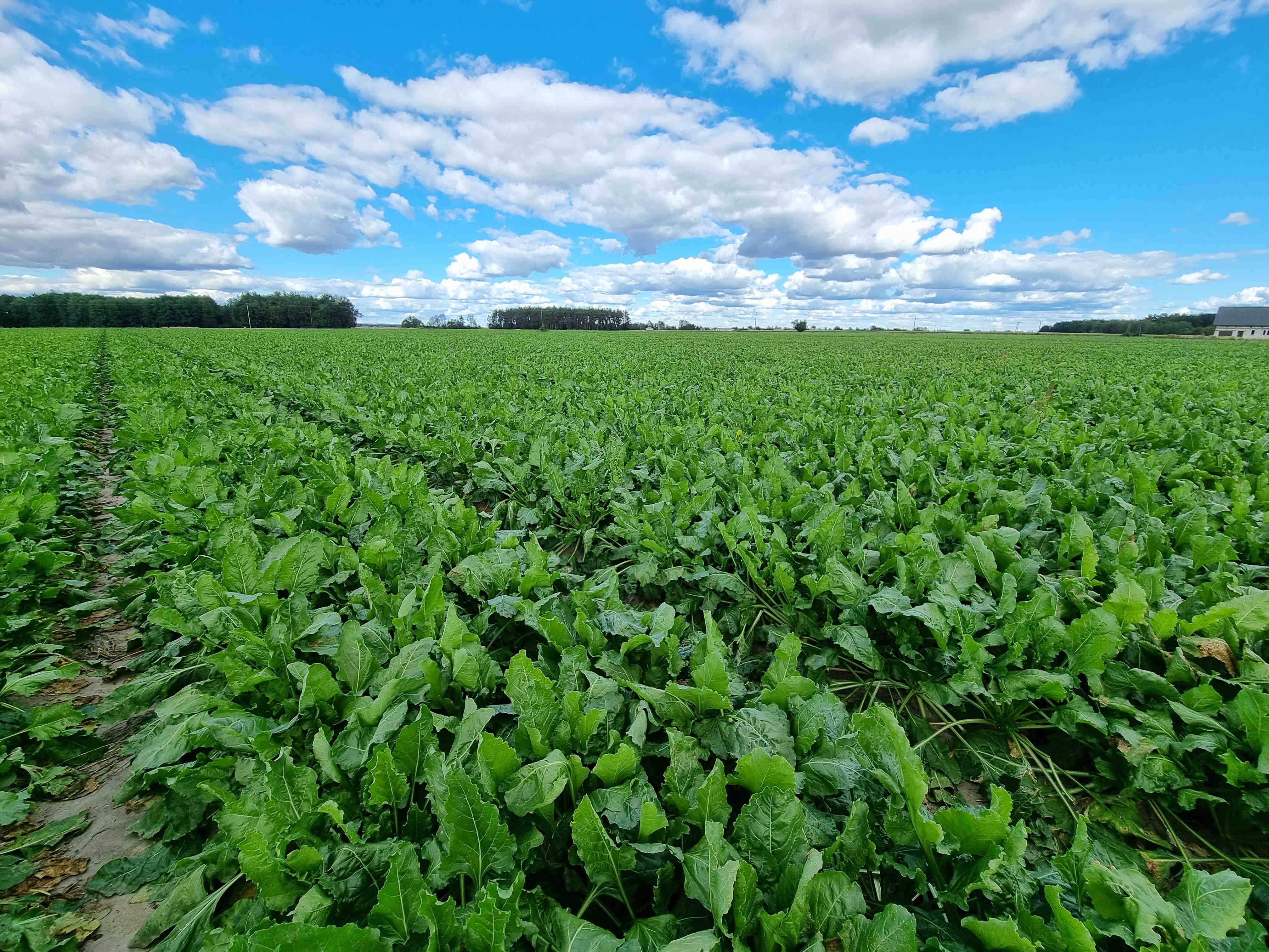 Spotkanie Związków i Przedstawicieli Cukrowni przed rozpoczęciem kampanii 2022/2023.